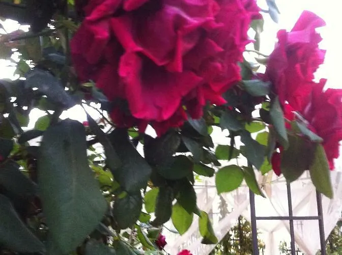 Dei Cedri * 斯卡莱阿